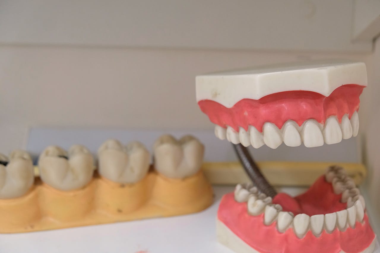 about-us-01 Close-up image showing detailed dental models and dentures on display, ideal for dental education.